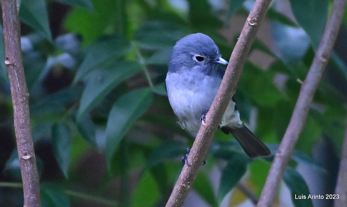 White-eyed Slaty-Flycatcher - ML644428304