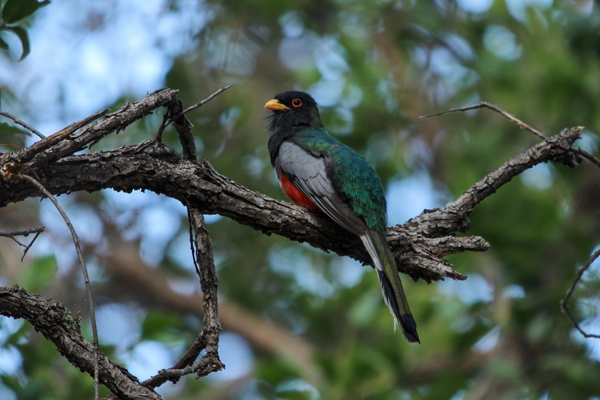 Coppery-tailed Trogon - ML644428308