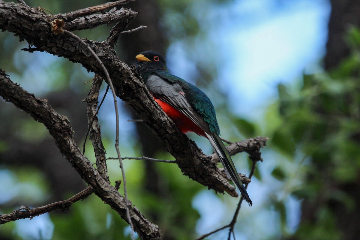 Coppery-tailed Trogon - ML644428309