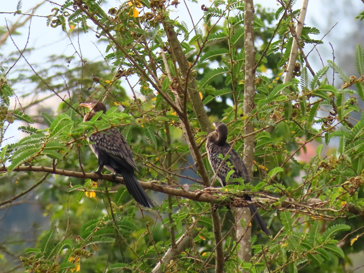 アフリカコビトウ - ML644428310