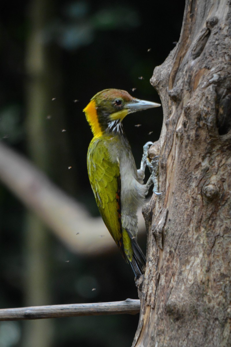 Greater Yellownape - ML644428321