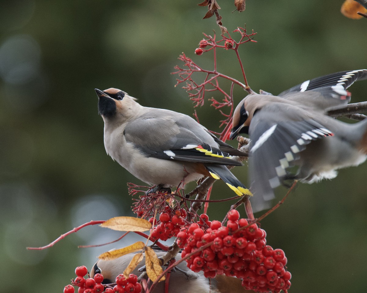 Ampelis Europeo - ML644428327