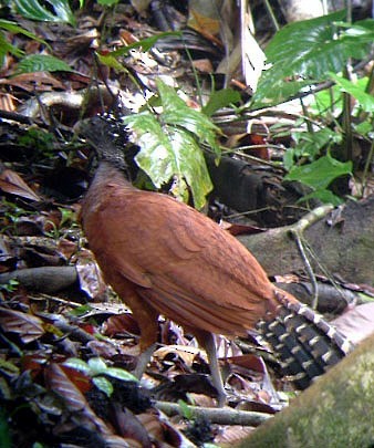 Кракс великий - ML644428328