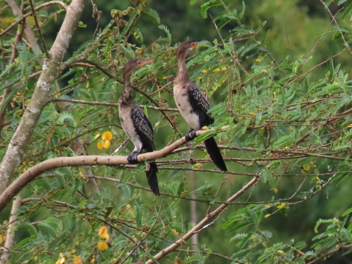 アフリカコビトウ - ML644428329