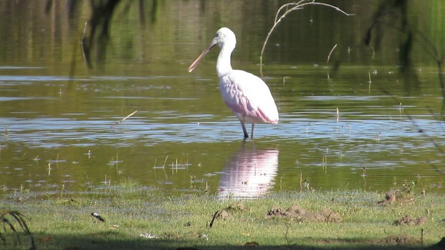 kolpík růžový - ML644428330