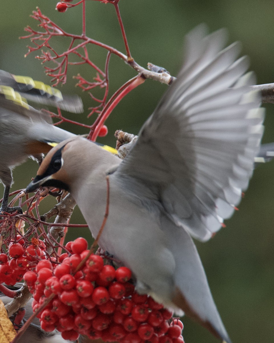 Ampelis Europeo - ML644428331