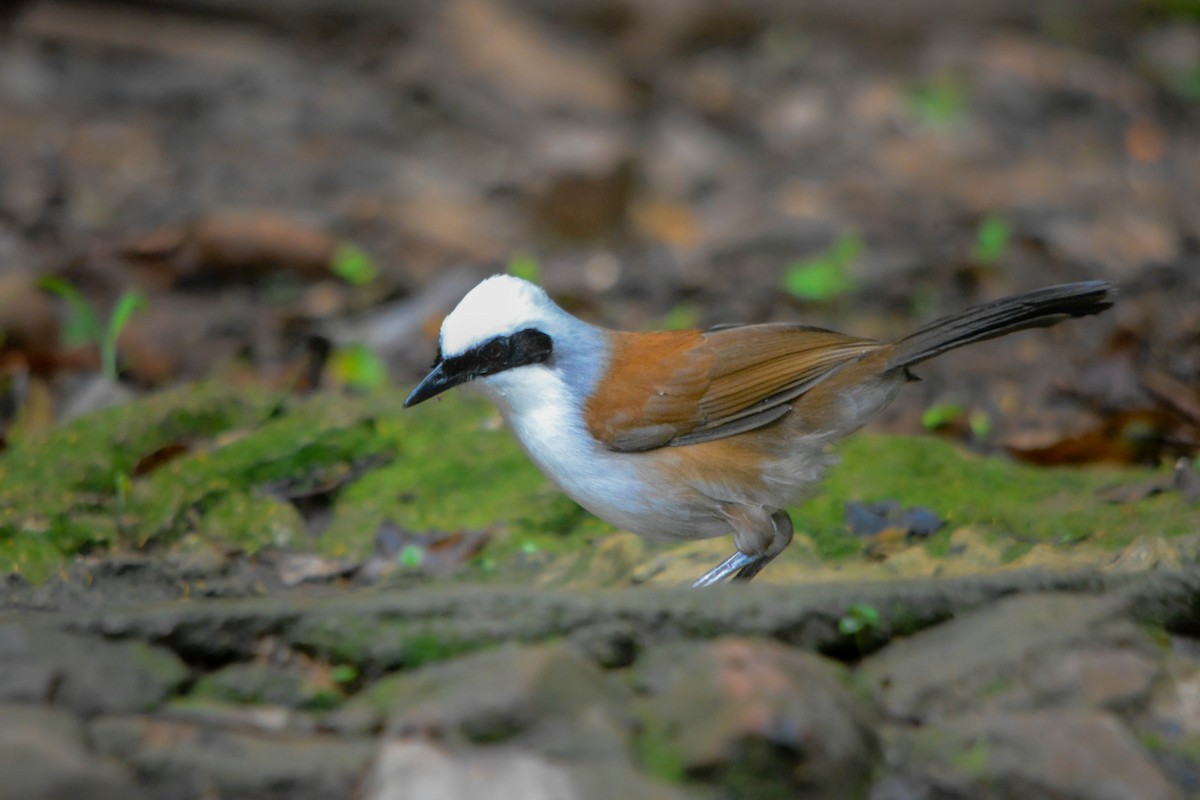 White-crested Laughingthrush - ML644428333