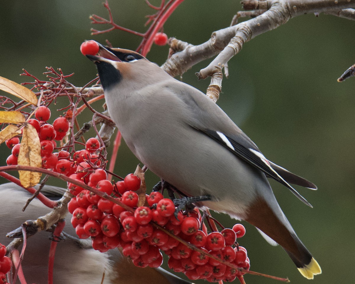 Ampelis Europeo - ML644428337