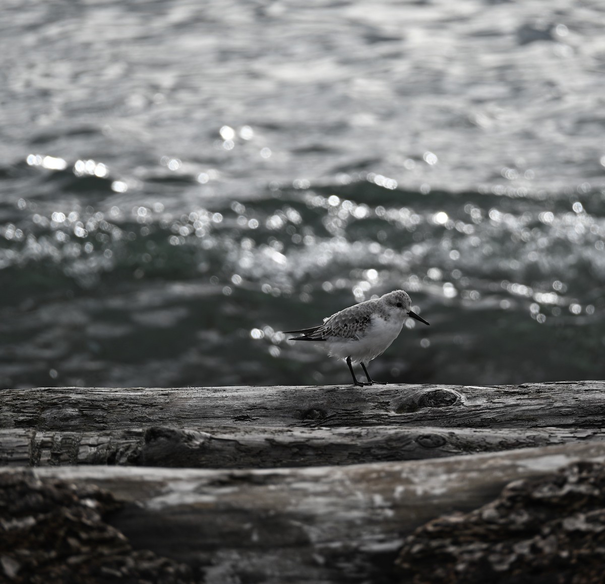 Sanderling - ML644428340