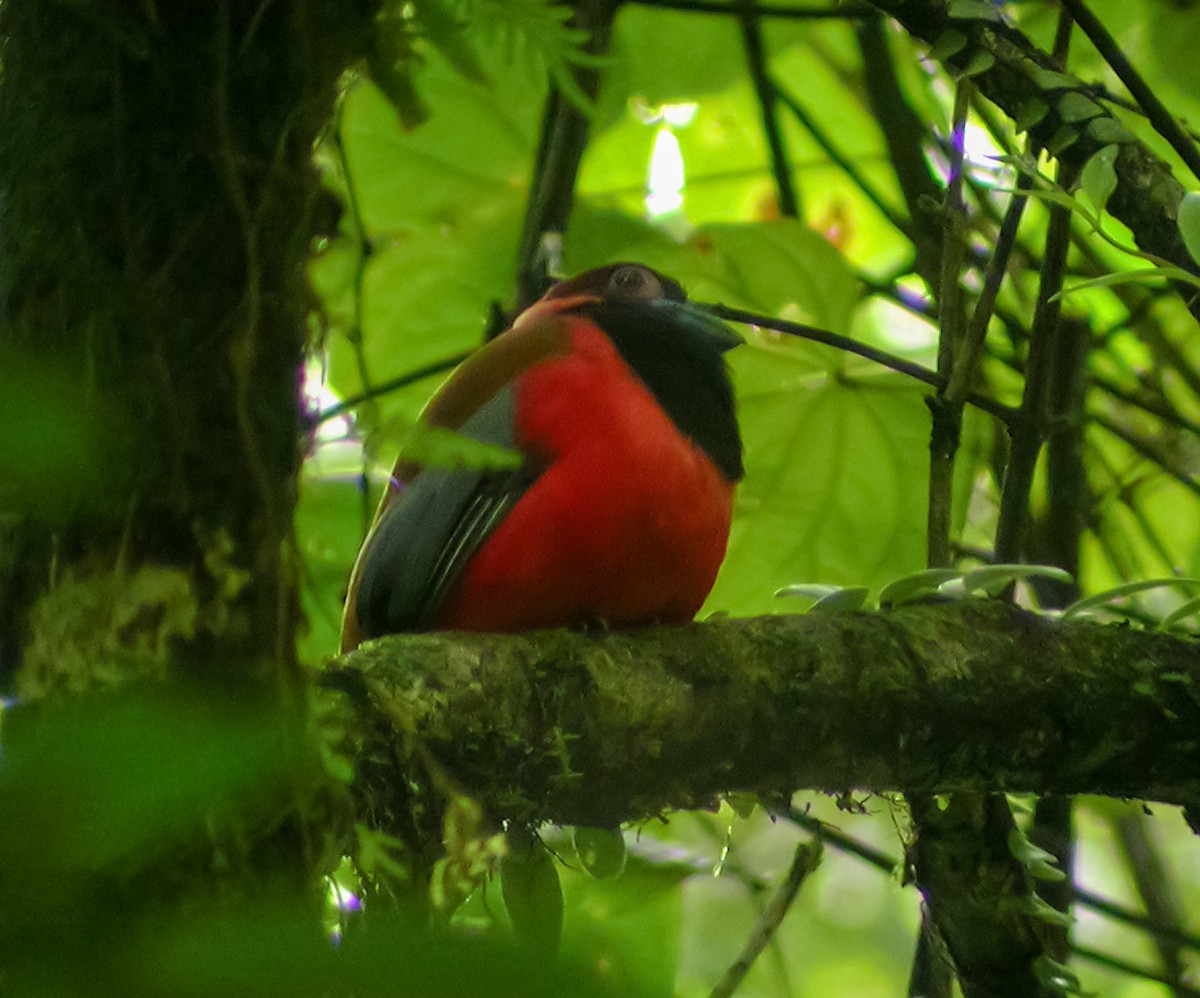 Diard's Trogon - ML644428342