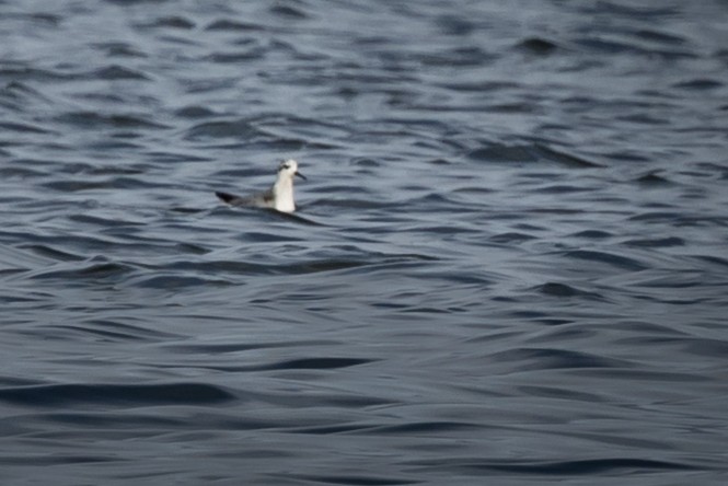Red Phalarope - ML644428363