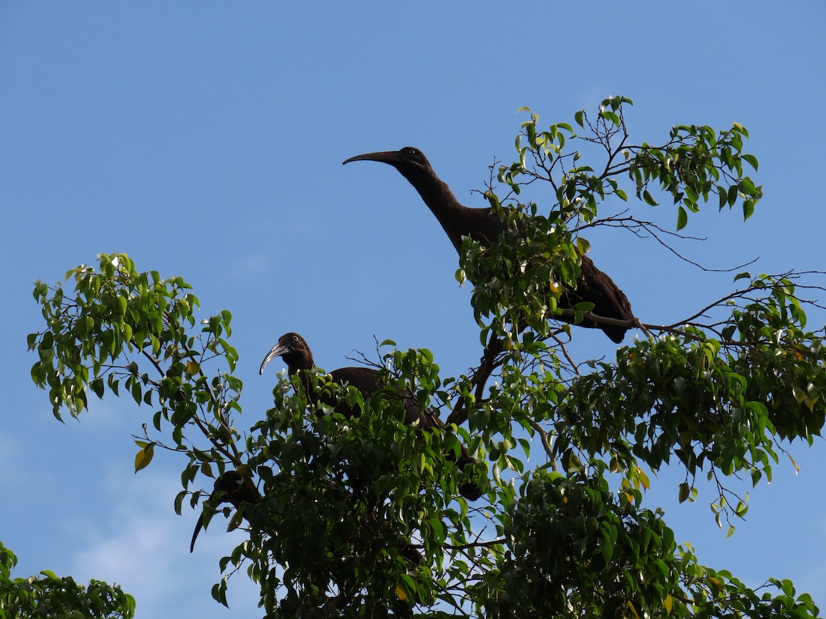 Hadada Ibis - ML644428389