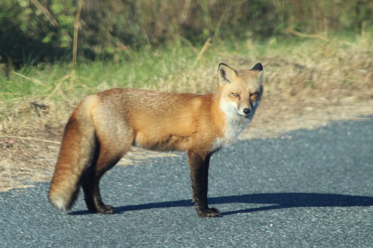 Animals - ML644428397