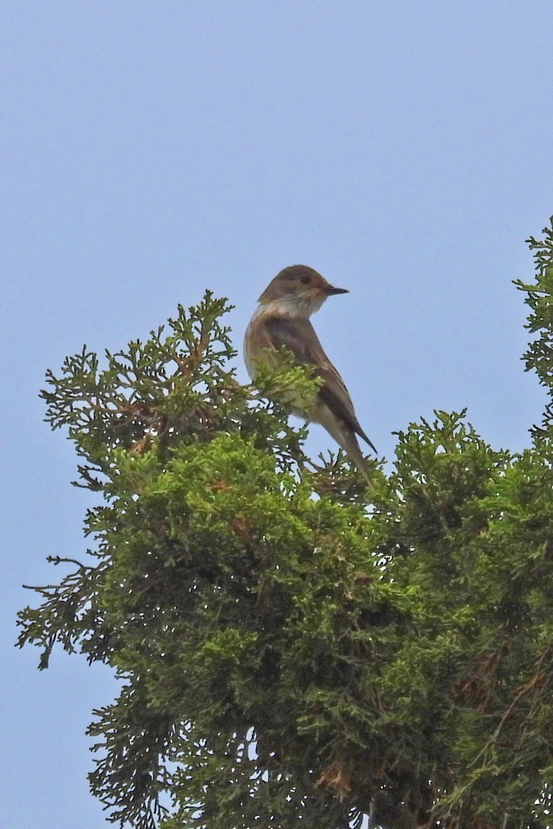 Grauschnäpper - ML644428407