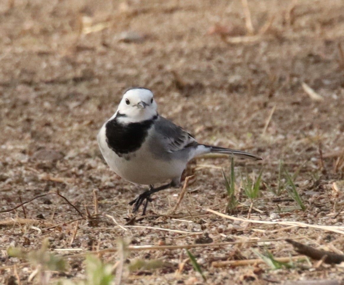 Buztanikara zuria - ML644428411