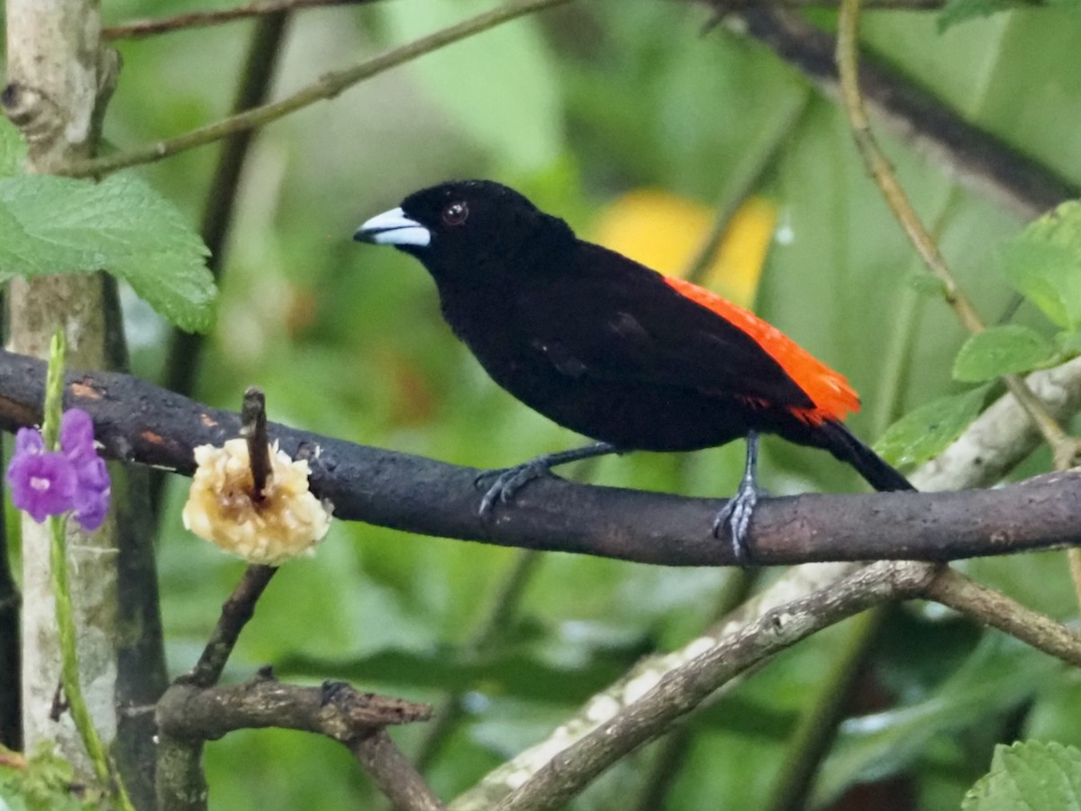 Scarlet-rumped Tanager (Passerini's) - ML644428415