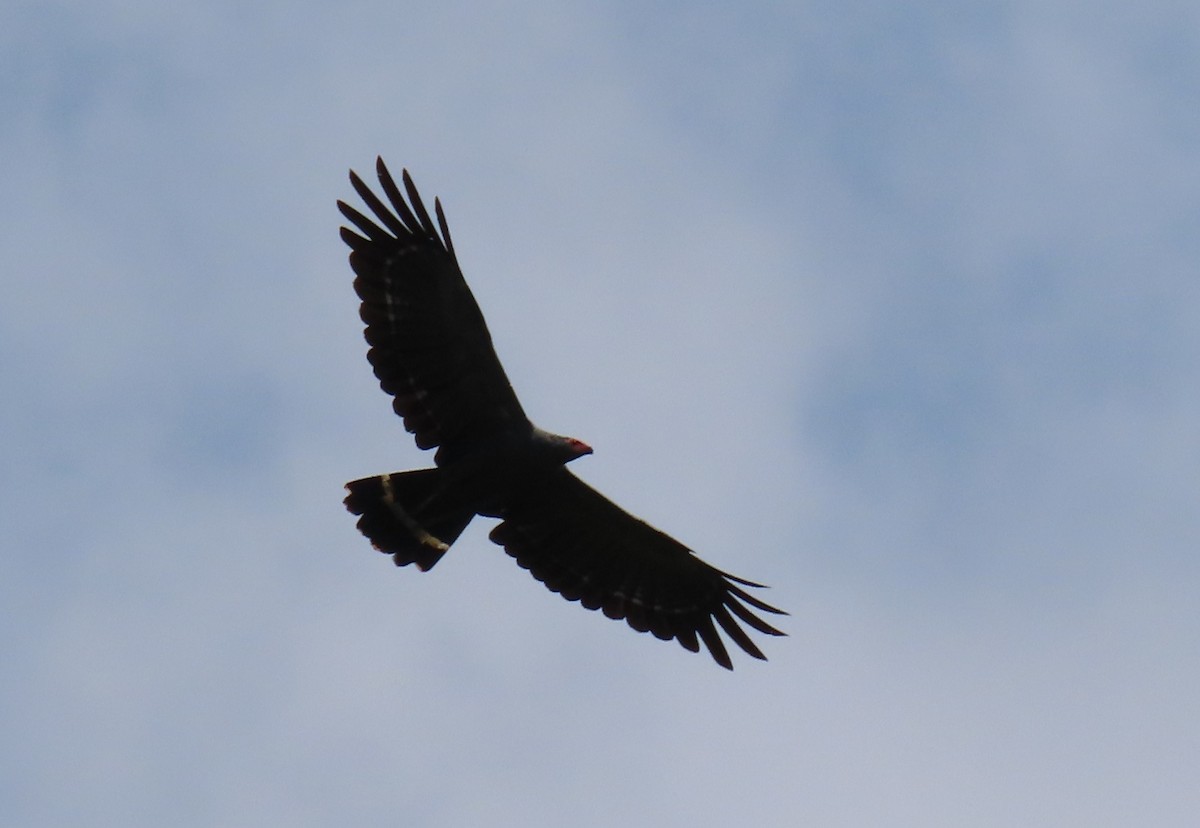 Long-crested Eagle - ML644428416