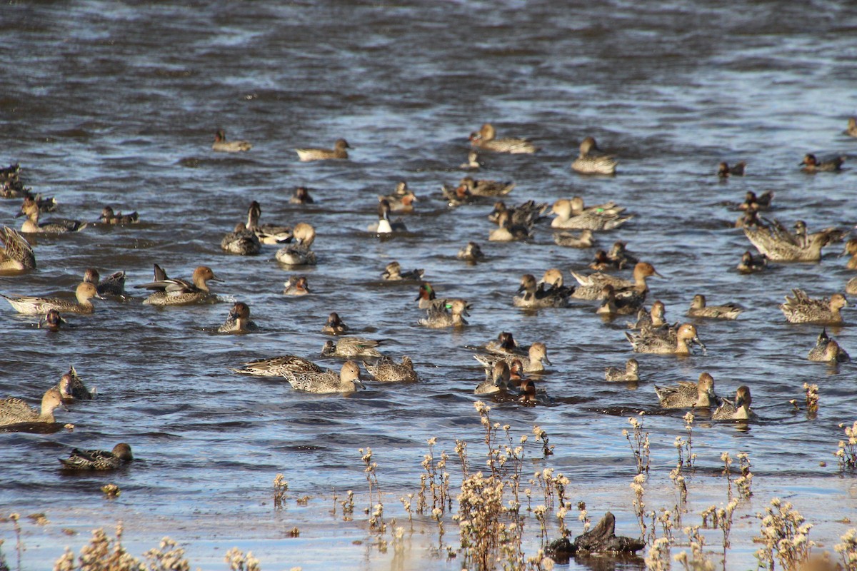 Northern Pintail - ML644428427