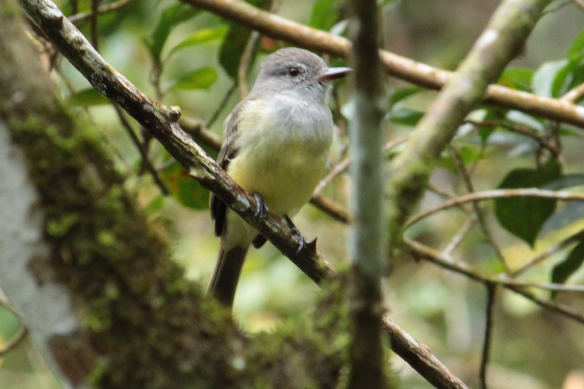 Panama Flycatcher - ML644428428