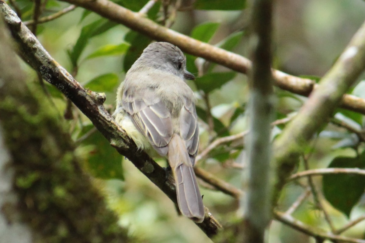 Panama Flycatcher - ML644428429