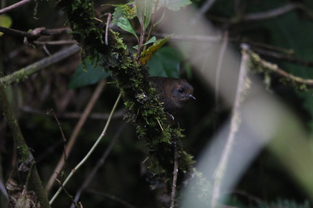 Blackish Tapaculo - ML644428438