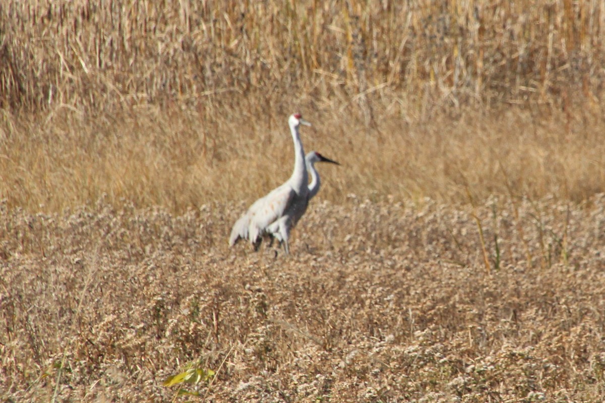 Sandhill Crane - ML644428441