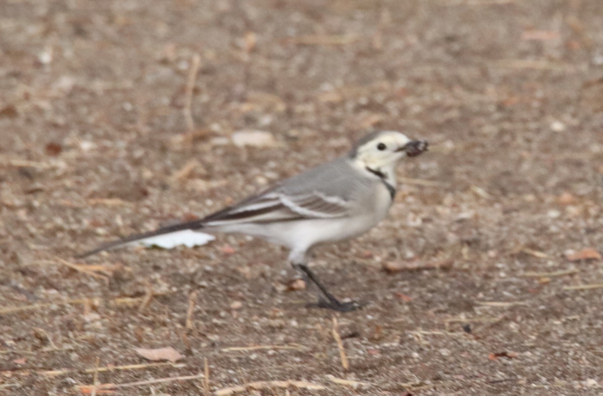 Buztanikara zuria - ML644428445