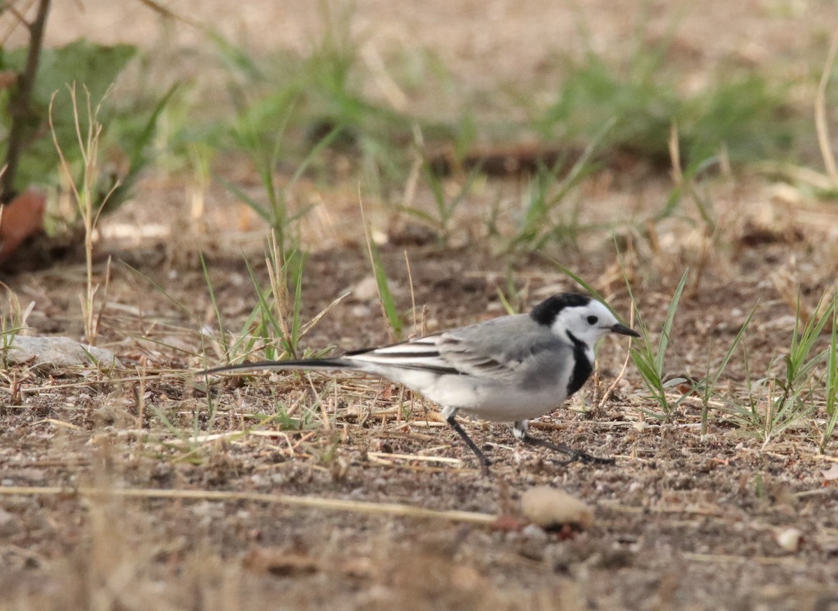 Buztanikara zuria - ML644428449