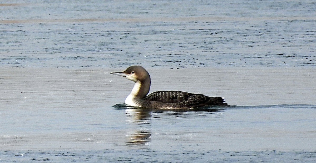Pacific Loon - ML644428451