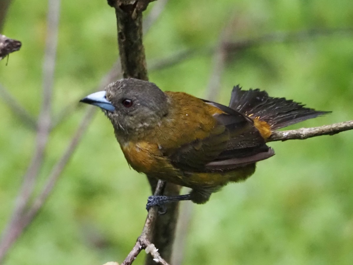 Scarlet-rumped Tanager (Passerini's) - ML644428453