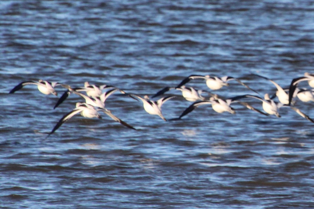 American Avocet - ML644428454