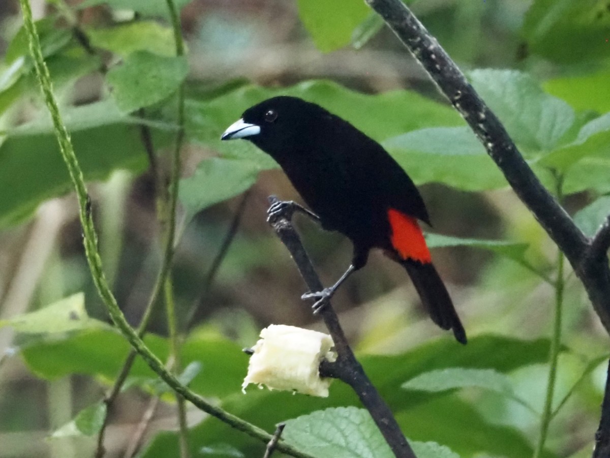 Scarlet-rumped Tanager (Passerini's) - ML644428468