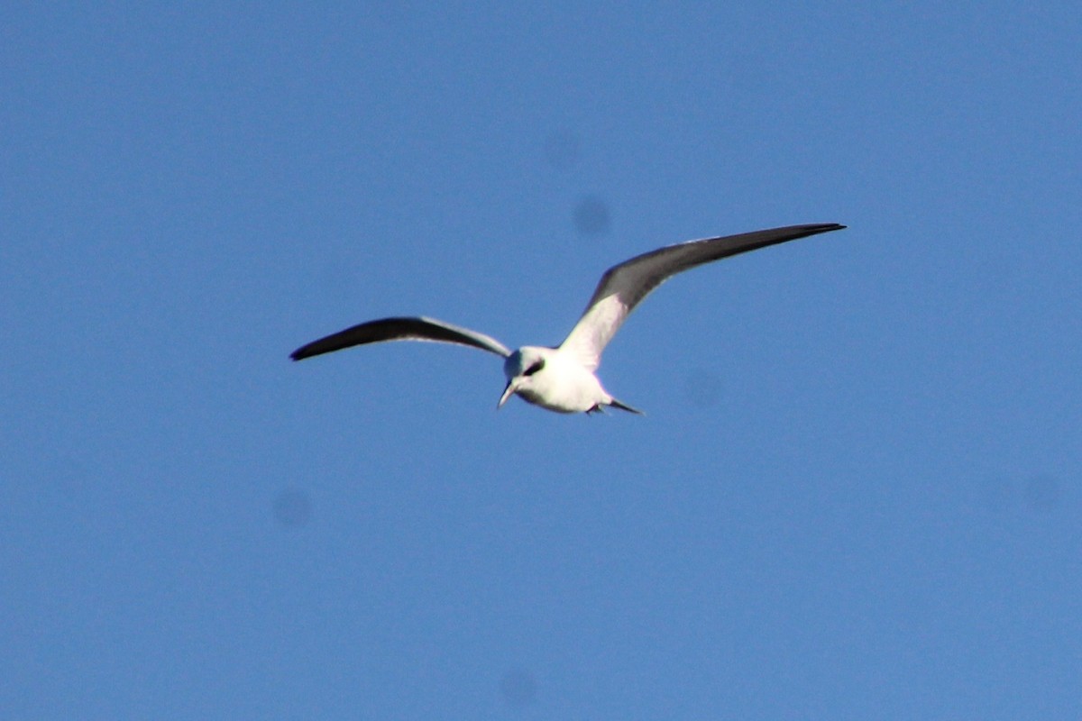 Forster's Tern - ML644428469