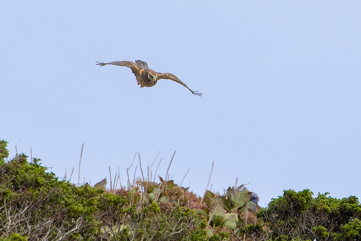 Northern Harrier - ML644428475