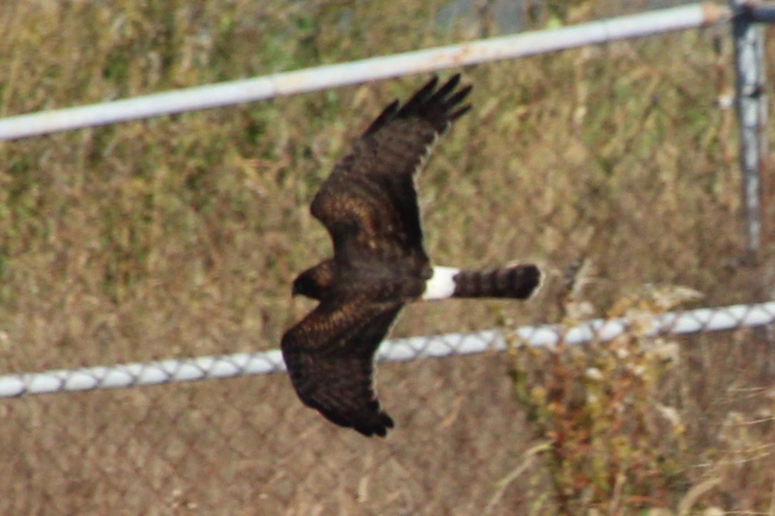 Northern Harrier - ML644428477