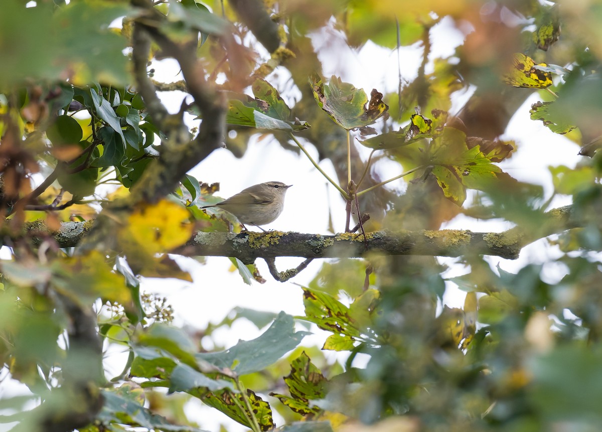 Хүмей дууч шувуу - ML644428480