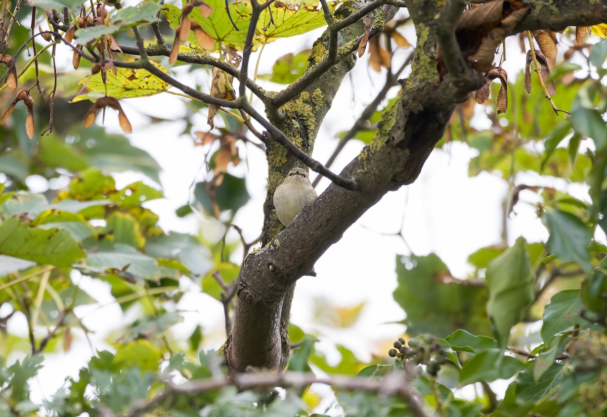 Хүмей дууч шувуу - ML644428494