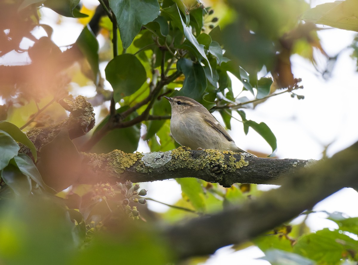 Хүмей дууч шувуу - ML644428496