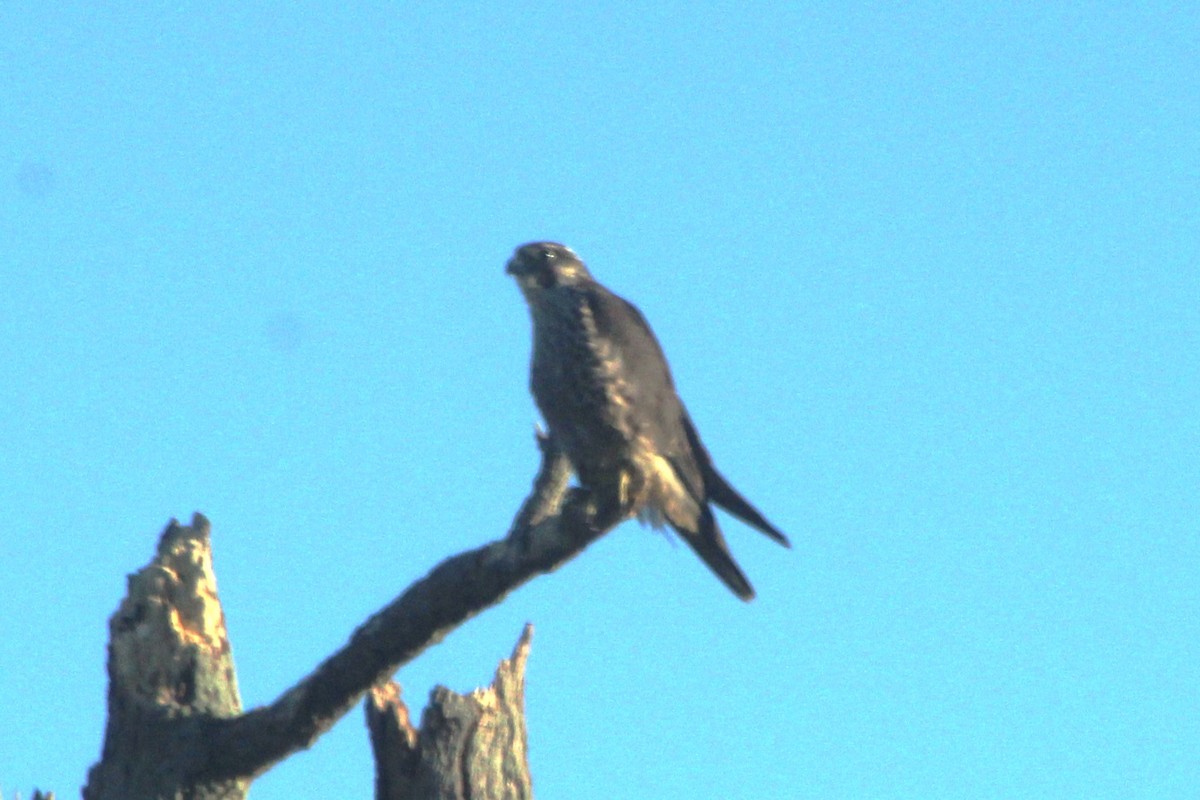 Peregrine Falcon - ML644428497