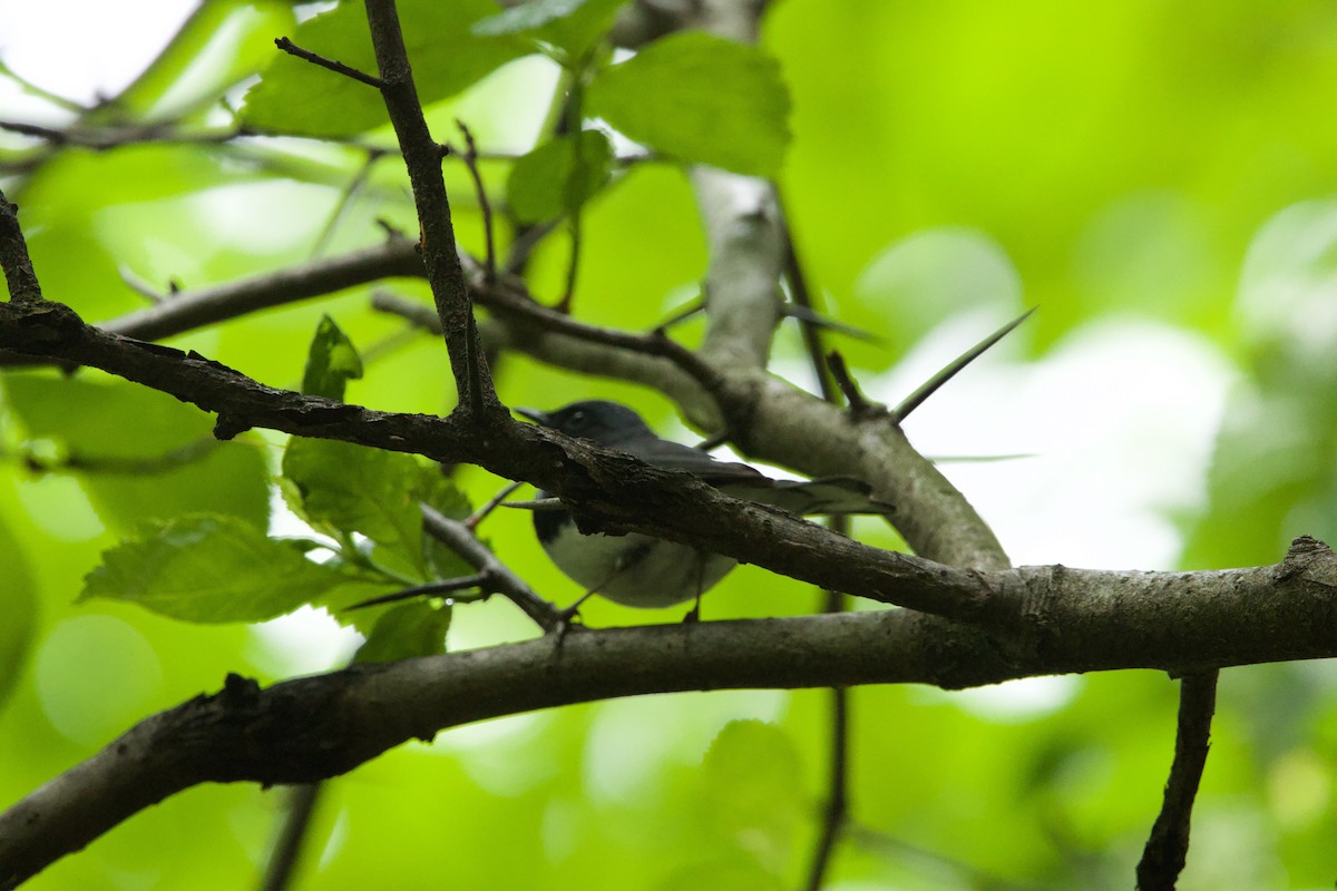 Black-throated Blue Warbler - ML644428503