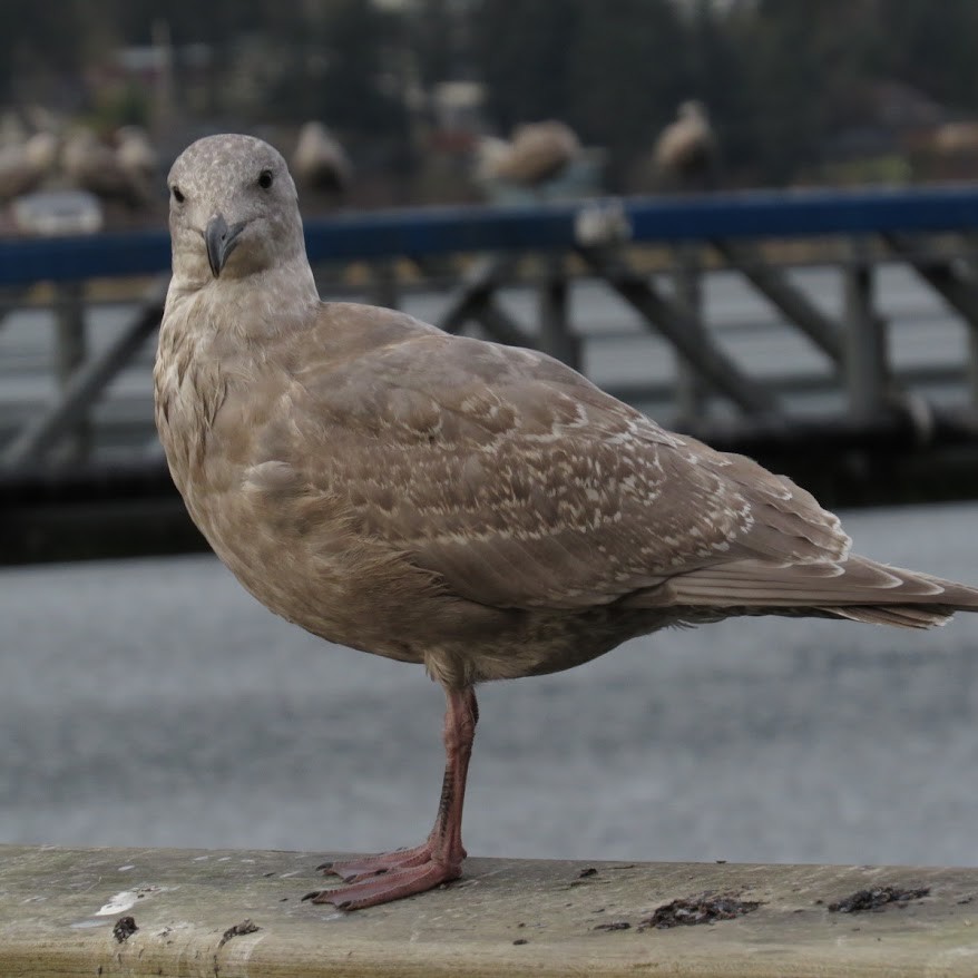 Glaucous-winged Gull - ML644428506
