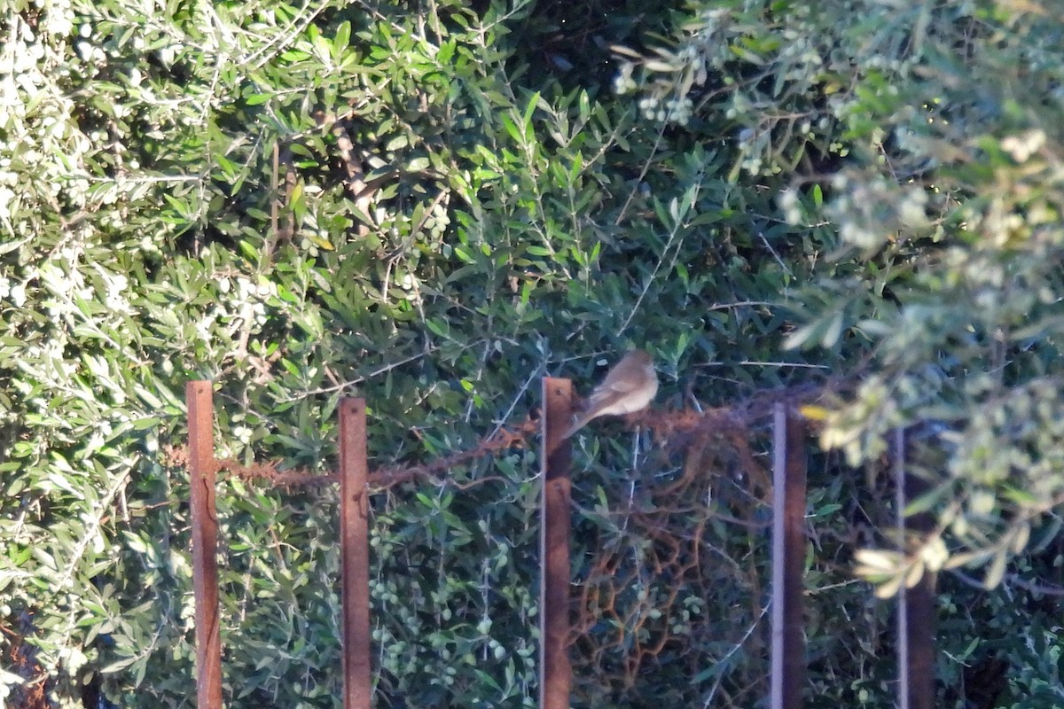 Grauschnäpper - ML644428508