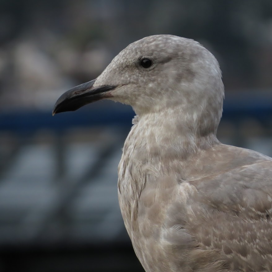 Glaucous-winged Gull - ML644428512