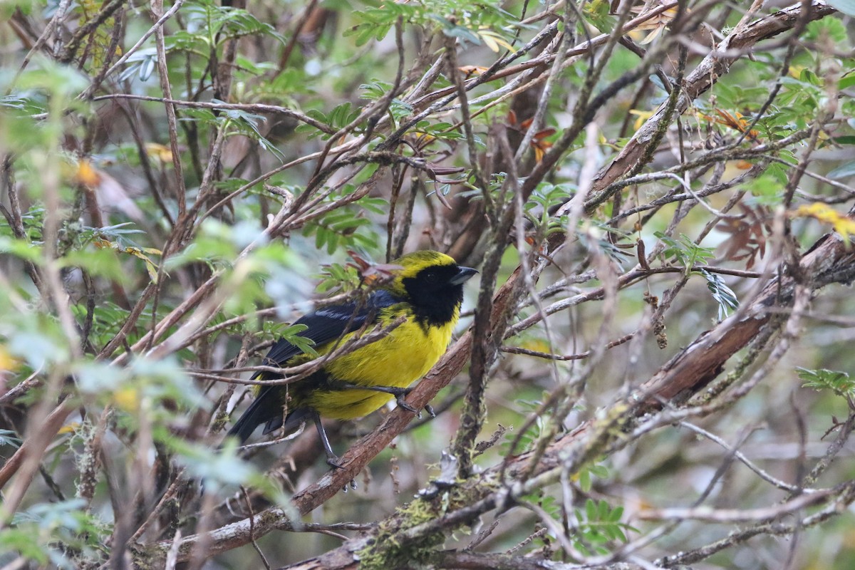 Masked Mountain Tanager - ML644428513