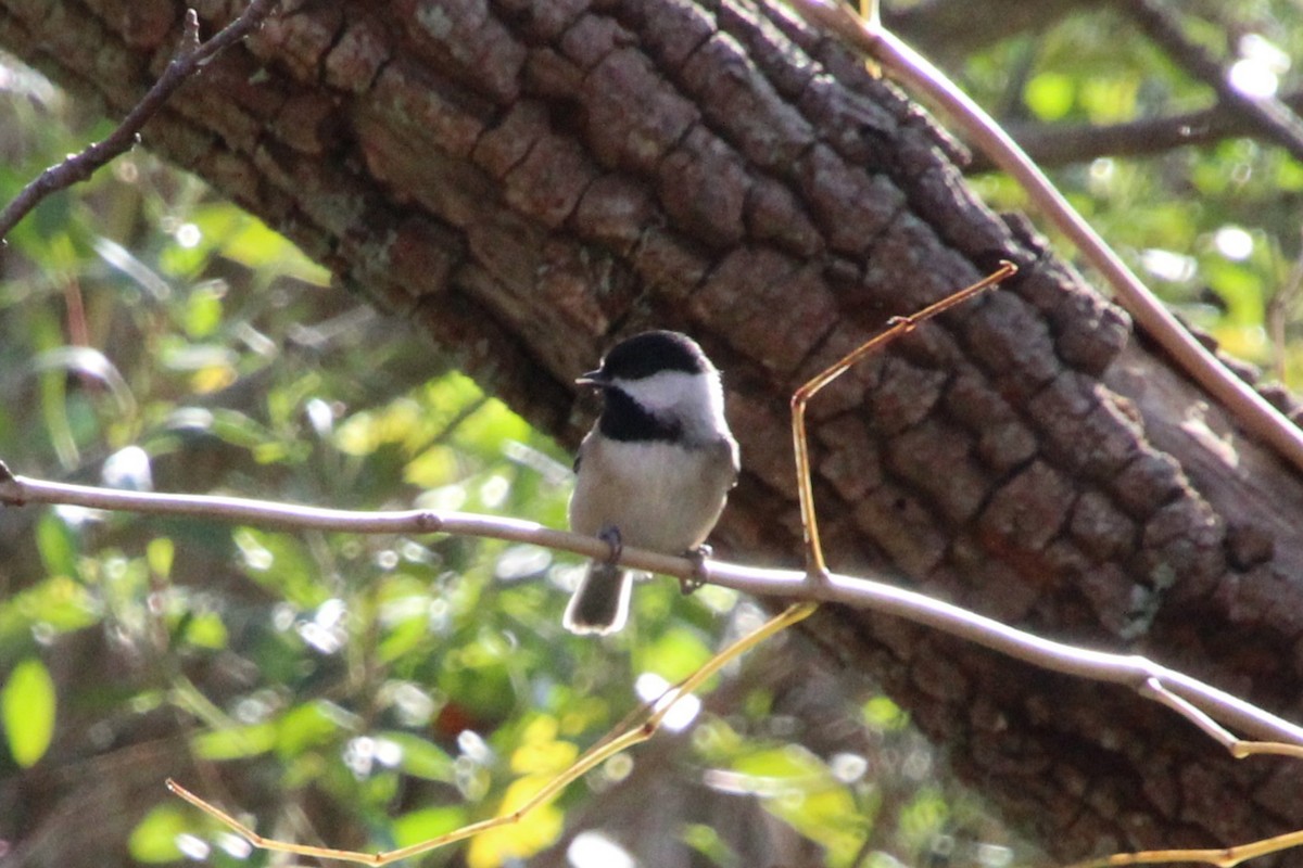 Carolina Chickadee - ML644428514