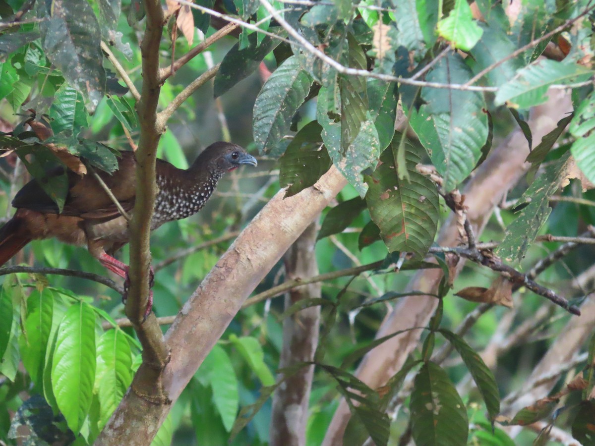 Speckled Chachalaca - ML644428515