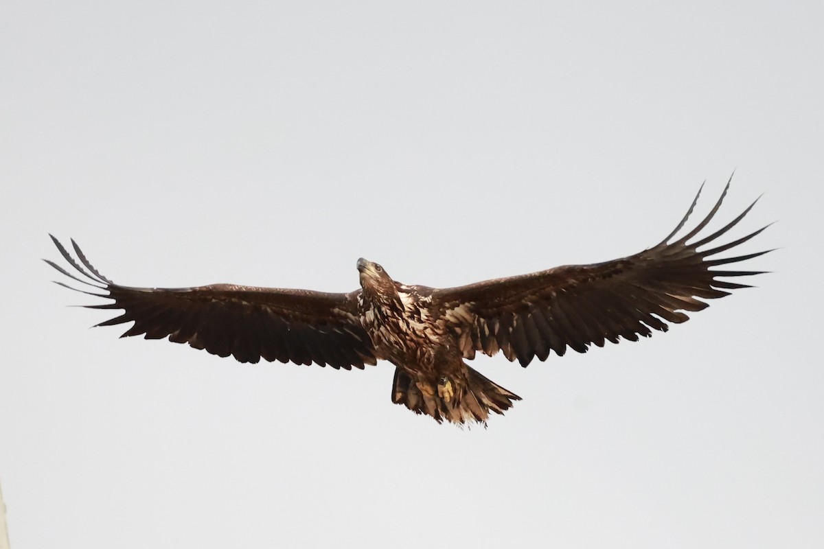 White-tailed Eagle - ML644428516