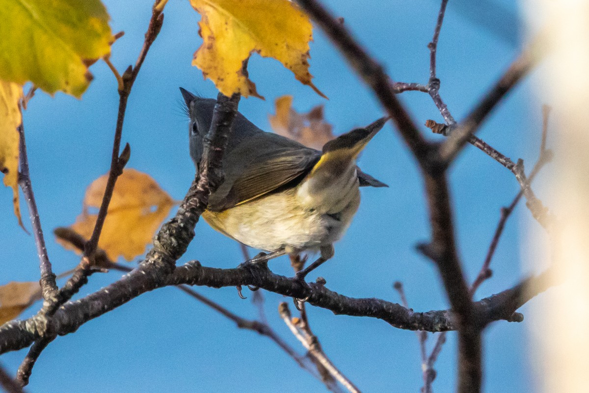 American Redstart - ML644428523