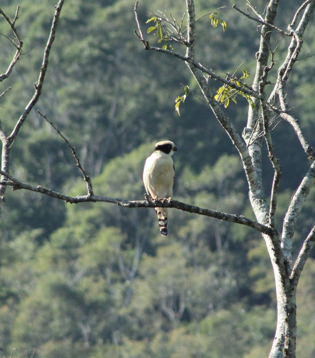 Laughing Falcon - ML644428532