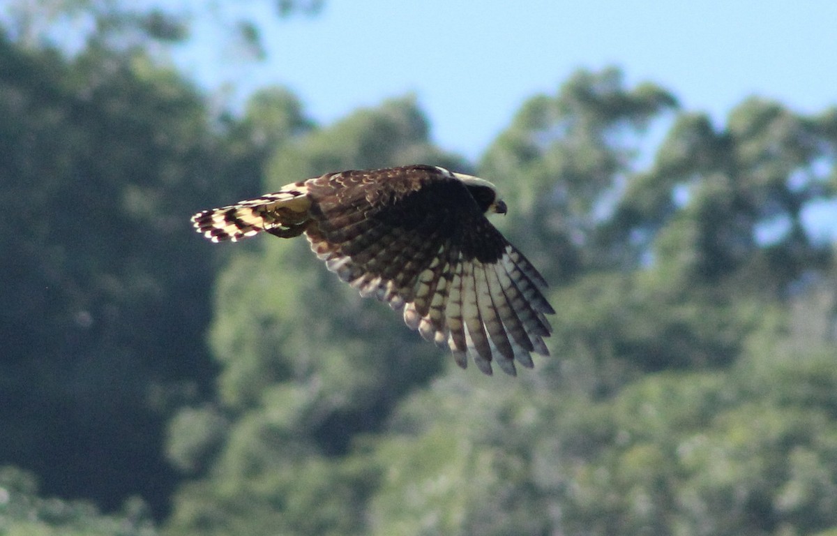 Laughing Falcon - ML644428533